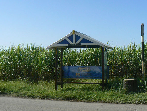 Photo of a sugar cane field